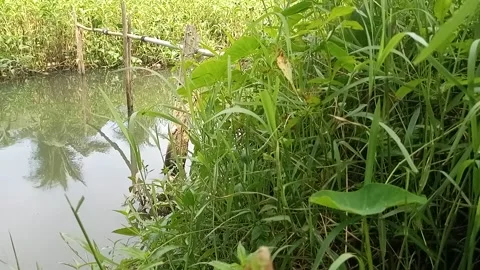 River Water with Hidden Dangers Stock Footage 218226524