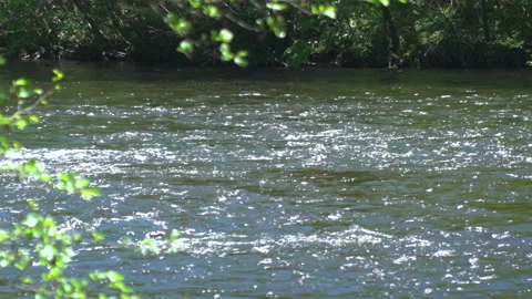 RIVER, WATER, LEAVES 動画素材 242752597