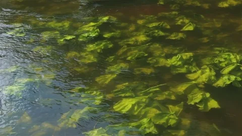River water lily Stock Footage 75839966