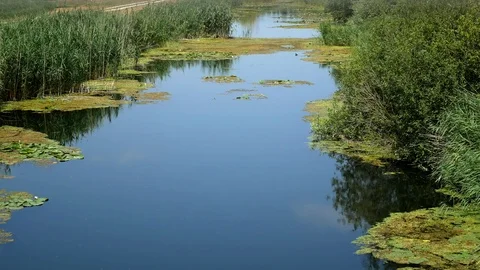 River with water lily Stock Footage 78719043