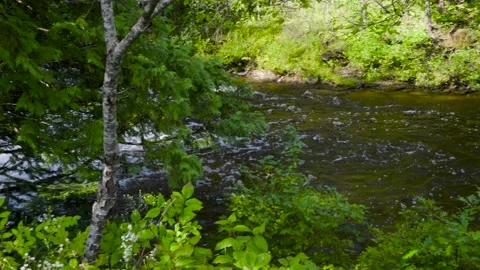River water moving through clearing of trees Stock Footage 166619690