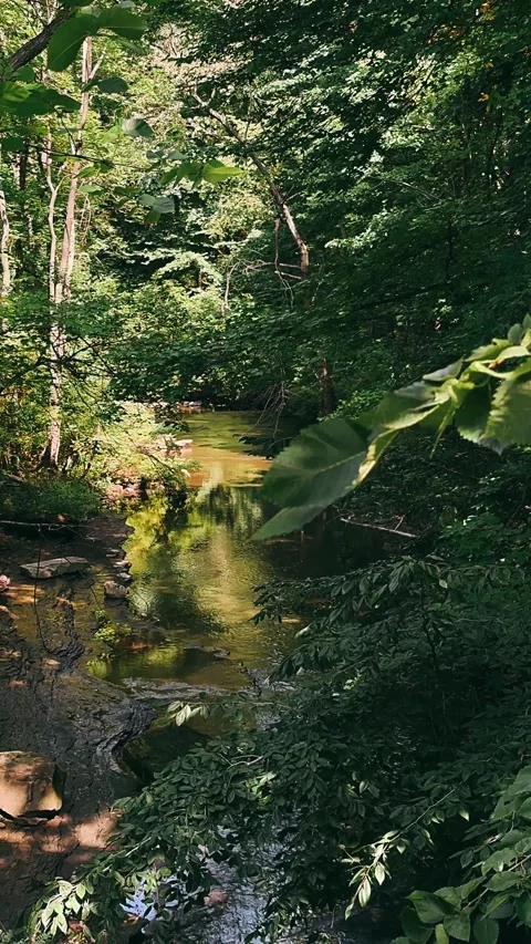 River, water, nature, stream, forest, landscape, waterfall, green, mountain Stock Footage 246820455