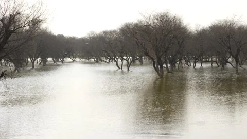 River water overflowing view, Trees in the center of lake water Stockbeeldmateriaal 150716452