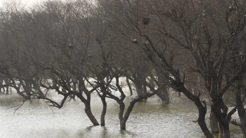 River water overflowing view, Trees in the center of lake water Video stock 150716603
