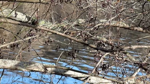River water plays in the sun through the bare branches of trees Video stock 82485107