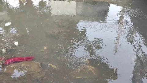 River water polluted with plastic and styrofoam waste. Stock Footage 341908642