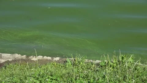 River water pollution during hot summer periods. Stock Footage 342118335