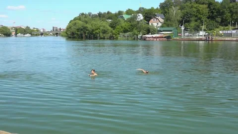 River water pollution during hot summer periods. Stock Footage 342118339