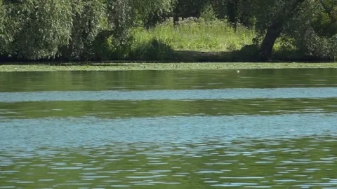 River water pollution during hot summer periods. Stock Footage 342118361