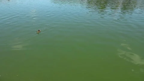 River water pollution during hot summer periods. Stock Footage 342118371