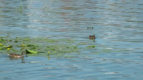 River water pollution during hot summer periods. Stock Footage 342118374
