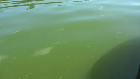 River water pollution during hot summer periods. Stock Footage 342118381