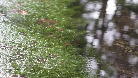 River water reflection grass Stock Footage 78747729
