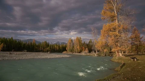 River Water Running Over Rapids With The Pine Forest On The Shore And Two Dogs Stock Footage 72462173