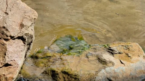 River water splashing over wet rocks with green algae close up 库存影片 341005740