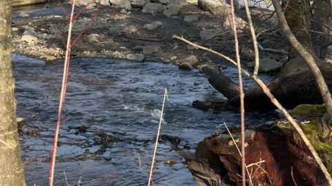 River water stream creek alpine cold nature clean Switzerland Amden up close Stock Footage 306654830