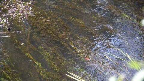 River water stream in the forest Stock Footage 94616429