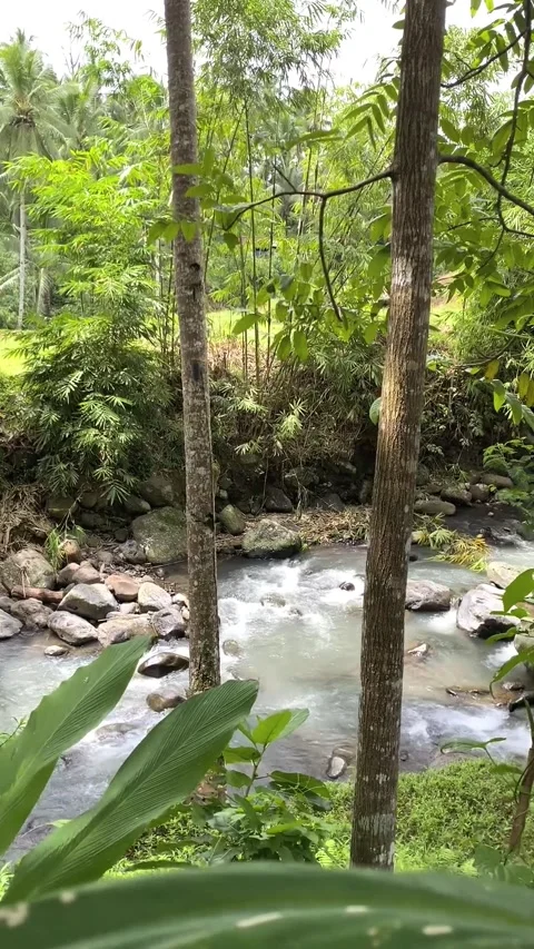 River water stream in the middle of forest jungle. Tropical river stream. 스톡 동영상 287592917