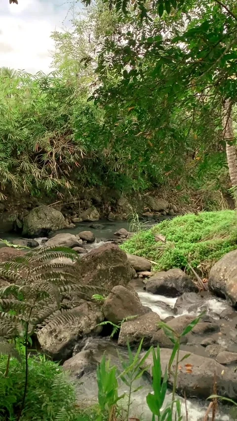 River water stream in the middle of forest jungle. Tropical river stream. Vídeos de archivo 287593610
