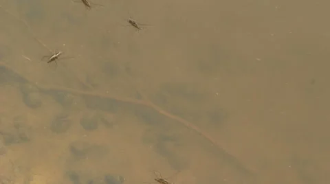 River water strider Stock Footage 50298435