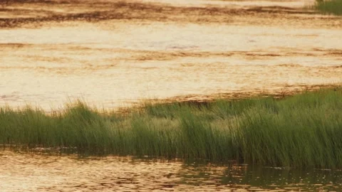 River water in sunset light Stock Footage 221236938