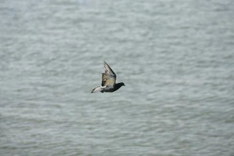 River water surface with waves, water surface background, dove in flight Stock Photos