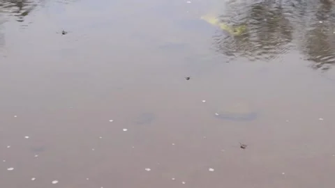 River water surrounded with the rock and insects are swimming in water Stock Footage 168345544