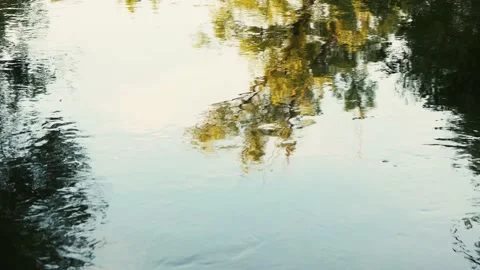 River water surrounded by trees Stock Footage 168348437