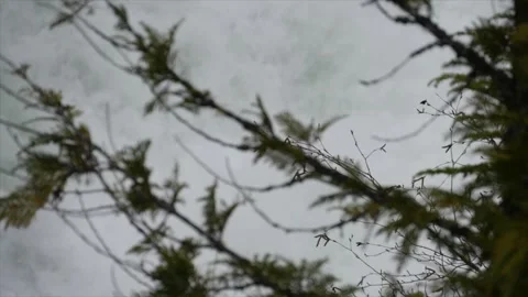 River Water Through Branches Stock Footage 270229706