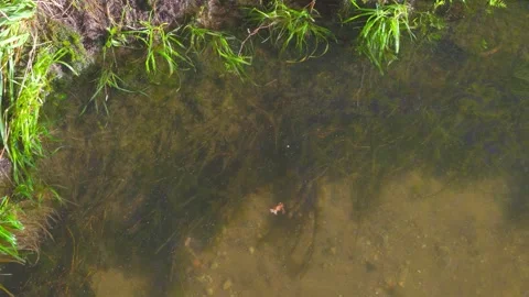 River water, transparent river, sandy bottom visible Stock Footage 274850997