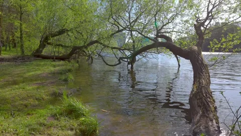 River water, transparent river, trees by the water Stock Footage 274850891