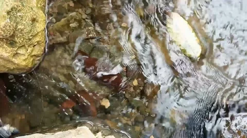 River water is very good Stock Footage 235596491