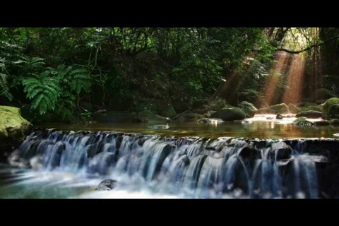 River waterfall with tree landscape Stock Footage 562563