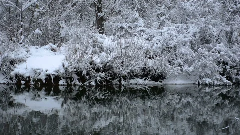 River waves on cold and winter day with snow on tree and branches in nature p Stock Footage 136236132