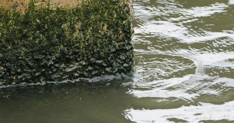 River Waves Crashing Into Green Algae Rock Vidéo 118007279