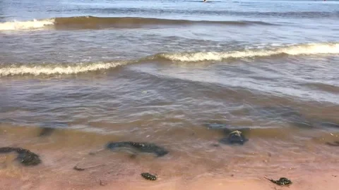 River waves drive silt to the sandy beach Stock Footage 129507563
