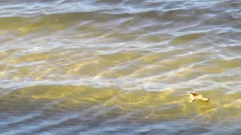 River waves at the shore with a sandy bottom Stock Footage 104511657