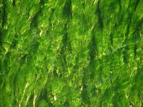 River weed Stock Photos