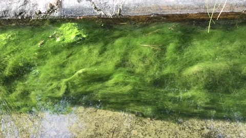 River weed in a small stream in the Benahavis mountains in Spain. Stock Footage 132871718
