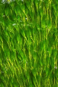 River Weeds Background Stock-Fotos
