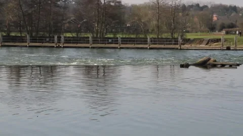 River weir swan crossing screen thames no sound Stock Footage 3849954