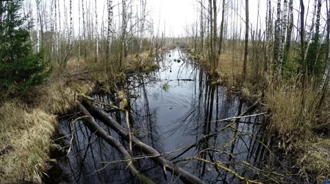 The river in the wild forest Video stock 49176876