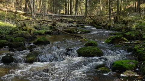 River in wild forest Stock Footage 60654343