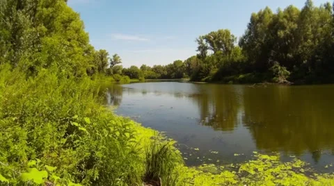 The river in the wild forest Stock Footage 67641365