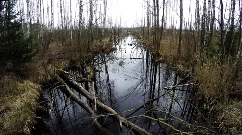 The river in the wild forest. time lapse Video stock 49176268