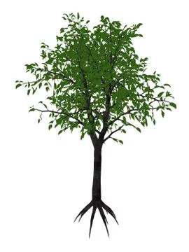 River wild pear tree, dombeya kirkii - 3D render Stock Illustration