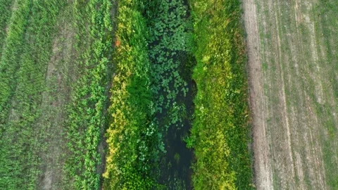 River in wild. Small river in green field and forest in swamp, Aerial view. Stock Footage 201295439