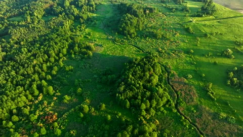 River in wild. Small river in green field and forest in swamp, Aerial view. Видео 201383181
