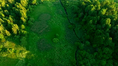 River in wild. Small river in green field and forest in swamp, Aerial view. Vídeo Stock 201384645