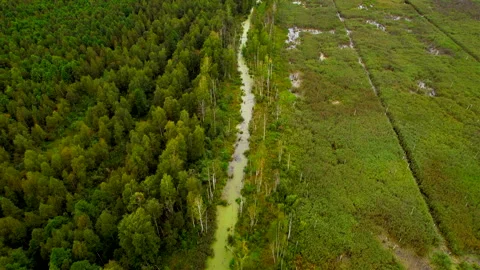 River in wild. Small river in green field and forest in swamp, Aerial view. Stock Footage 219754492